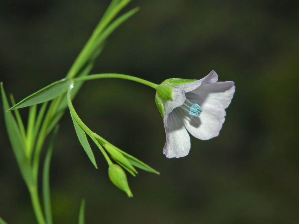 Linum bienne